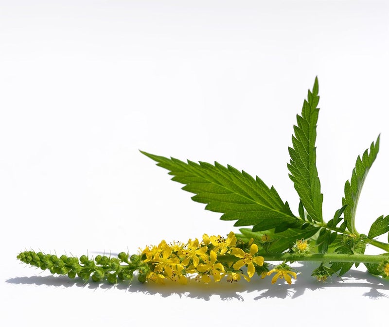 Birch & Meadow Agrimony Raw Herb - Herbal Tea - Image 4